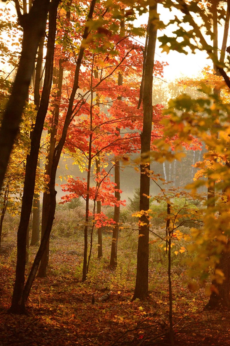 Autumn leaves