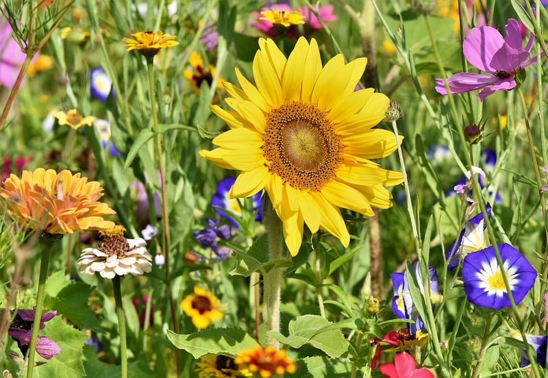 Garden Accessories